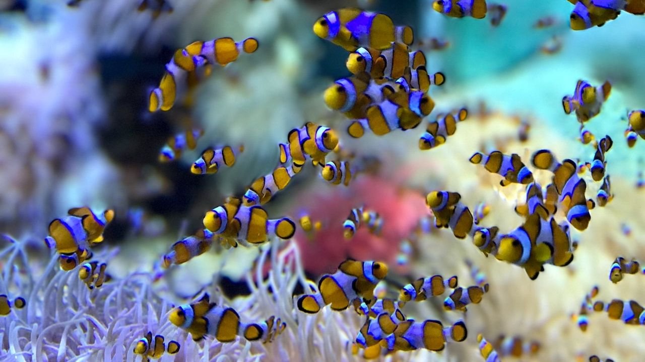 los mejores destinos pesca kayak especies