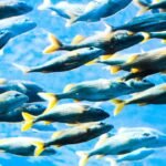 Los mejores destinos de pesca con mosca en agua salada en Italia