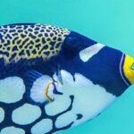 Los mejores destinos de pesca con mosca en agua salada en Tailandia