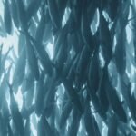 Los mejores líderes y tippets para la pesca con mosca en agua salada