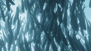 Cardumen de peces nadando en aguas saladas visto desde abajo, evocando los mejores lideres y tippets pesca mosca agua salada