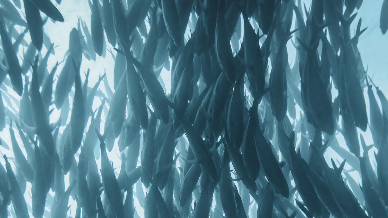 Cardumen de peces nadando en aguas saladas visto desde abajo, evocando los mejores lideres y tippets pesca mosca agua salada