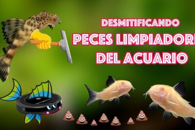 Miniatura sobre desmitificar peces limpiadores del acuario con pleco, corydoras y elementos gráficos lzAKHJfDaYg