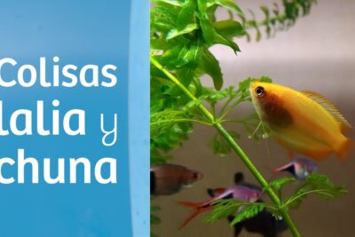 M0hICtYzV6g colisa amarilla nadando entre plantas acuáticas verdes junto a pequeños peces de colores
