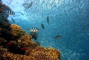 mejores destinos pesca mosca agua salada atlantico