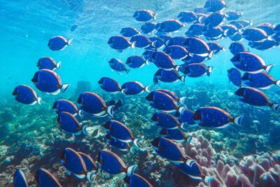 Cardumen de peces azules sobre arrecife en agua cristalina evocando mejores destinos pesca mosca agua salada canada