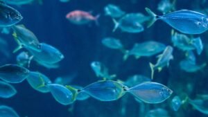 mejores especies peces senuelos artificiales lagos