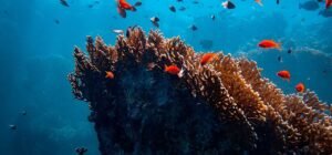 mejores especies pesca senuelos artificiales