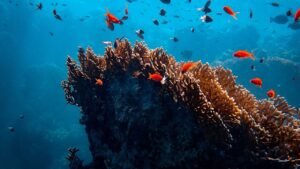 mejores especies pesca senuelos artificiales
