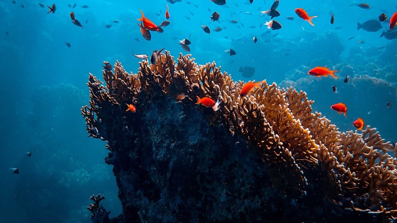 mejores especies pesca senuelos artificiales