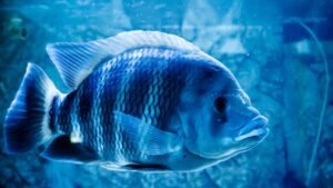 mejores especies pescar senuelos artificiales costa