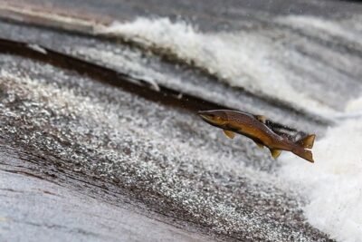 mejores peces pesca senuelos agua dulce