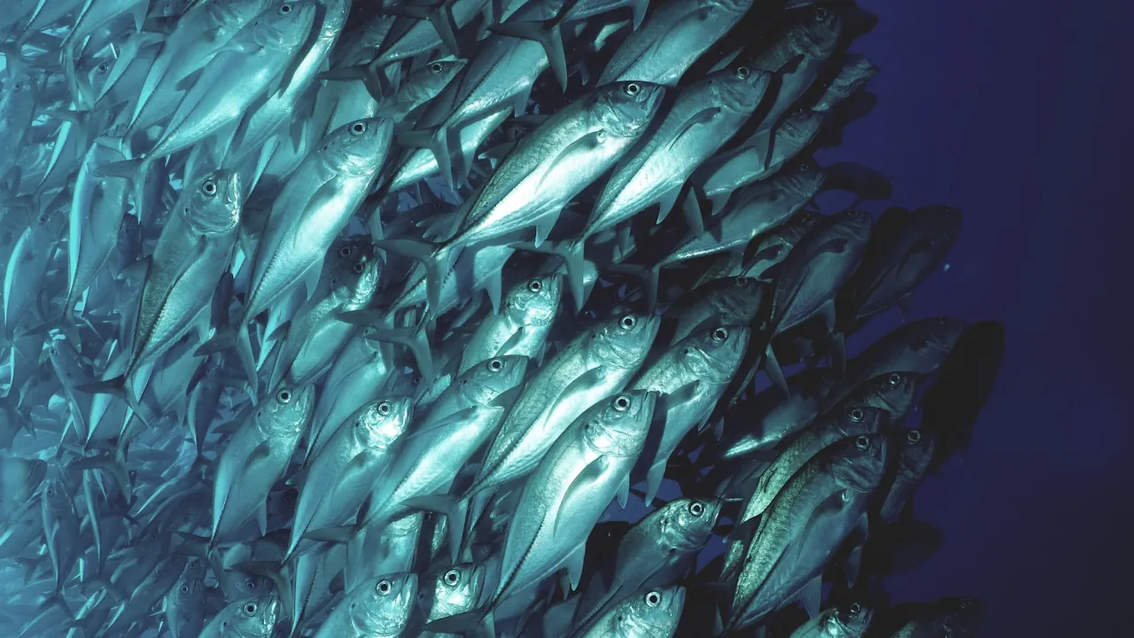 Un hermoso amanecer en la costa africana con pescadores lanzando sus moscas al mar en busca de grandes capturas 