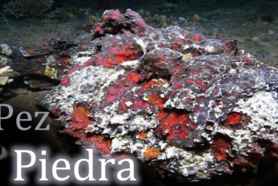 Pez piedra camuflado sobre fondo arenoso con manchas rojas y textura rocosa n8kNfuk9mCU