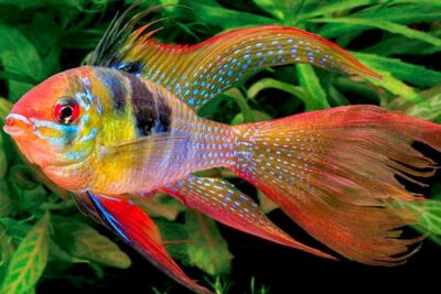 Pez tropical de colores intensos con aletas largas nEa0Exij5 U