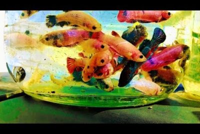 Varios peces betta de colores vivos nadando en una pecera redonda o74wZ6TAPh4.