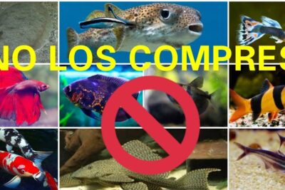 Collage de peces ornamentales y símbolo de prohibición con el texto NO LOS COMPRES
