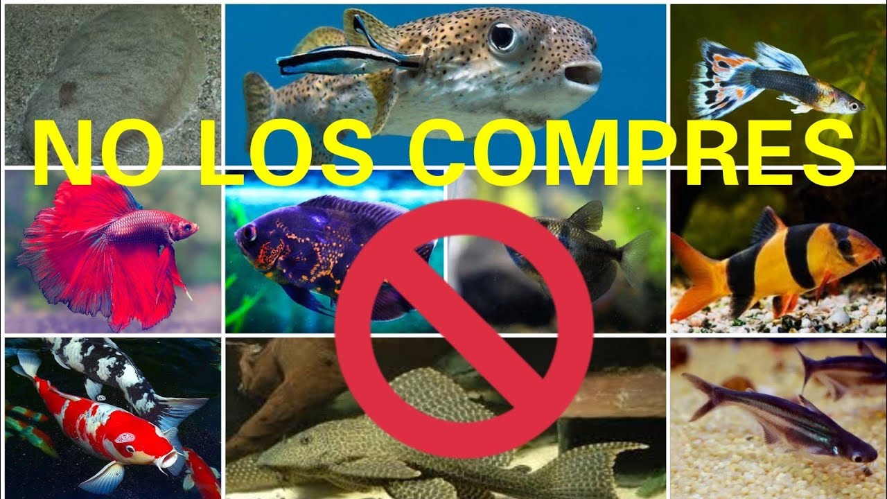 Collage de peces ornamentales y símbolo de prohibición con el texto NO LOS COMPRES