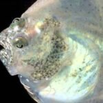 Descubre el Fascinante Mundo del Pez Parecido al Rodaballo