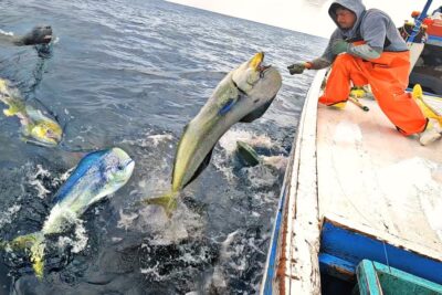 Pescador sujetando un dorado saltando junto a la embarcación pGL3VvlwaLo