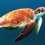 Pesca deportiva en el ecosistema acuático: datos y beneficios