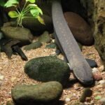 Pesca con mosca en agua salada en Australia: especies disponibles