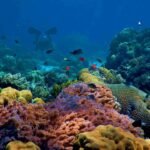 Pesca con mosca en arrecifes de coral: técnica efectiva en agua salada