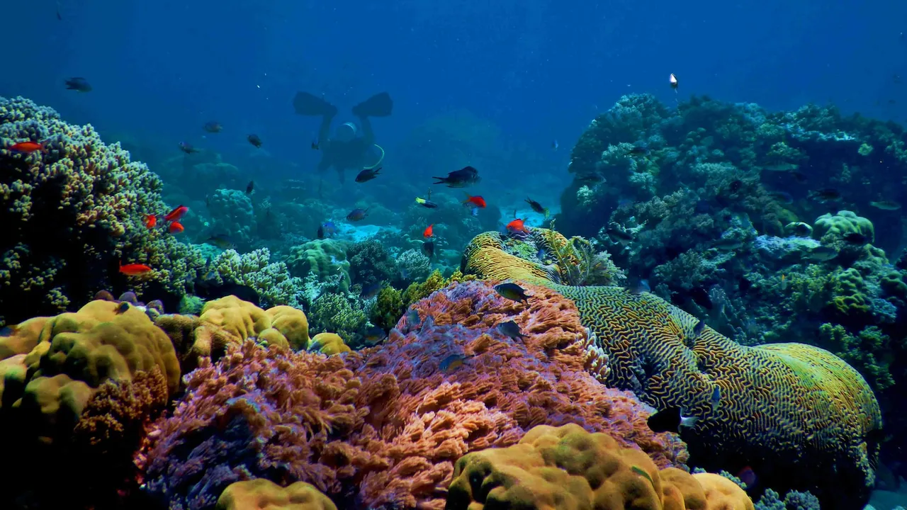 Cual es la mejor tecnica para pescar con mosca en arrecifes de coral en agua salada Pesca con mosca en arrecifes de coral: técnica efectiva en agua salada