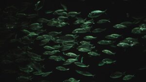 Banco de peces iluminado en tonos verdes que sugiere pesca responsable estrategias pescadores comerciales.