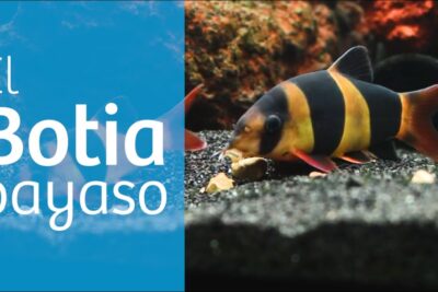 Botia payaso con franjas negras y amarillas sobre sustrato de grava en acuario plqdFV0YR4I