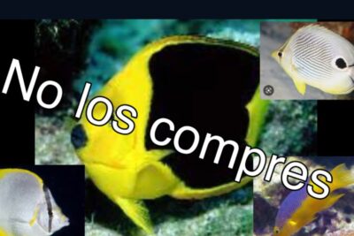 Collage de peces tropicales amarillos y rayados con texto diagonal "No los compres" pz8uyRO37Dg