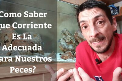 Hombre junto a un acuario mostrando cómo elegir la corriente adecuada para peces qASRTqYcZhY