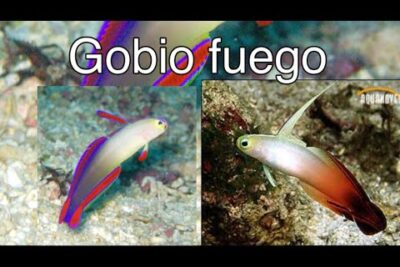 Pez gobio colorido sobre fondo marino qD 7ekm5q Q