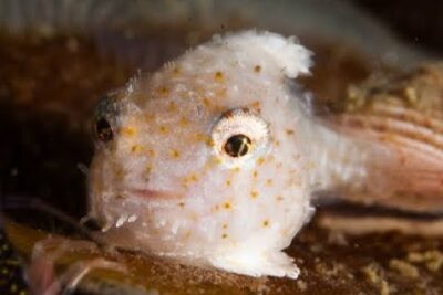 Pez blanco pequeño con manchas amarillas y ojos grandes en primer plano qFVHa6hmv3s