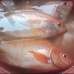 Pescado con menos de 50 pesos: Consejos para disfrutar de una comida deliciosa sin gastar de más