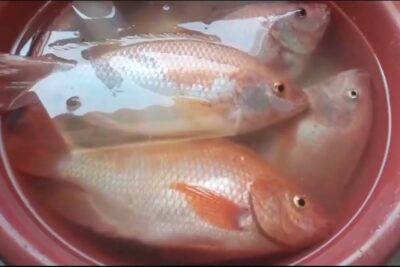 Peces naranjas en cubeta con agua qIQOFLEb9L8