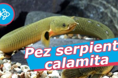 Pez serpiente calamita amarillo-verde sobre grava y rocas en acuario