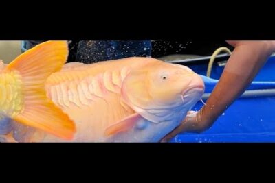 Carpa koi de tono melocotón sostenida en un tanque azul con manos humanas qcxLi8DD9VI