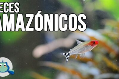 Pez amazónico de cabeza roja nadando en un acuario plantado rB8QU5vKSic