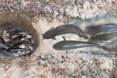 Varios bagres brillantes en agua lodosa junto a un hoyo lleno de peces rDRbVAHa9wI.