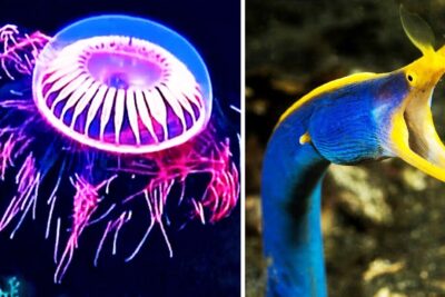Medusa bioluminiscente rosa y azul a la izquierda y anguila cinta azul con boca amarilla a la derecha rJvgynVi06Y