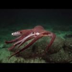 Descubre el Fascinante Mundo del Pez Parecido al Pulpo