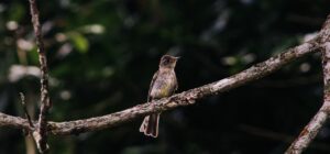 Pequeña ave marrón posada en una rama con fondo boscoso, imagen para reservas marinas proteccion biodiversidad acuatica