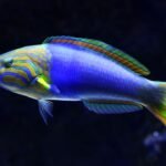 Restricciones de tamaño de peces: temporada de pesca en hielo