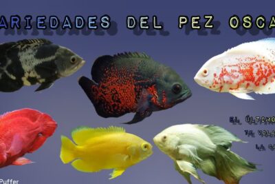 Seis ejemplares de pez Oscar con diferentes colores y patrones sobre fondo gris y título 'VARIEDADES DEL PEZ OSCAR'