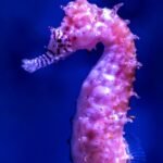 Técnicas efectivas para atrapar peces en agua salada con mosca