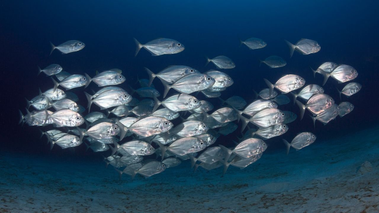 Pesca deportiva sostenible: imagen de un pescador soltando un pez al agua