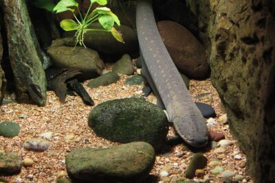 Anguila alargada descansando sobre grava y piedras, imagen de referencia para tecnicas pesca mosca agua salada especies.