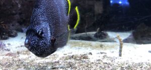Pez oscuro moteado con aletas bordes amarillos y una anguila rayada emergiendo de la arena, tipos premios competencias pesca hielo guia esencial.