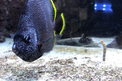 Pez oscuro moteado con aletas bordes amarillos y una anguila rayada emergiendo de la arena, tipos premios competencias pesca hielo guia esencial.